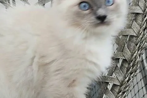 Ragdoll blue mitted, Zachodniopomorskie, Szczecin