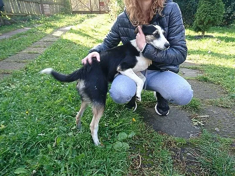 Łagodna, roczna Dora, drobna suczka tricolor adopc