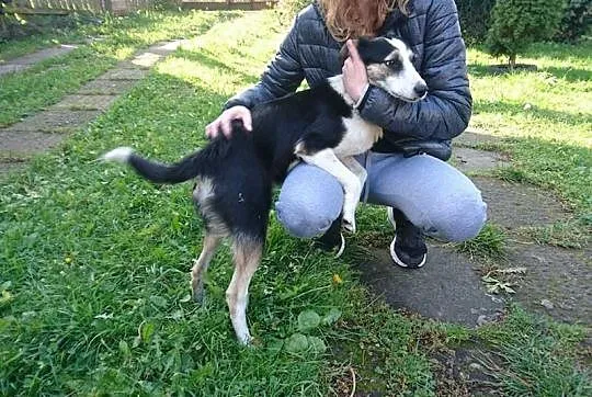 Łagodna, roczna Dora, drobna suczka tricolor adopc