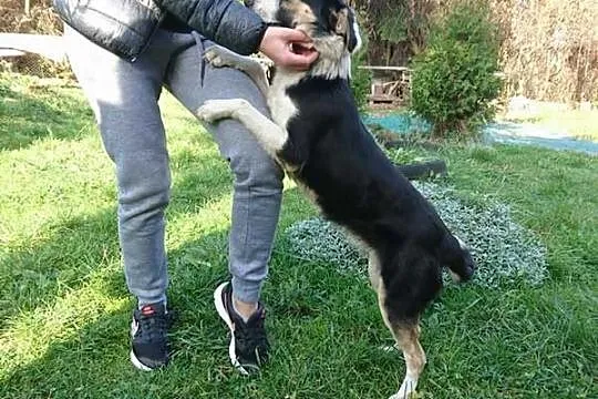 Łagodna, roczna Dora, drobna suczka tricolor adopc