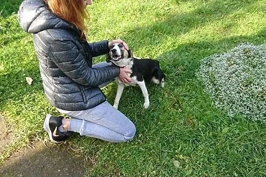 Łagodna, roczna Dora, drobna suczka tricolor adopc