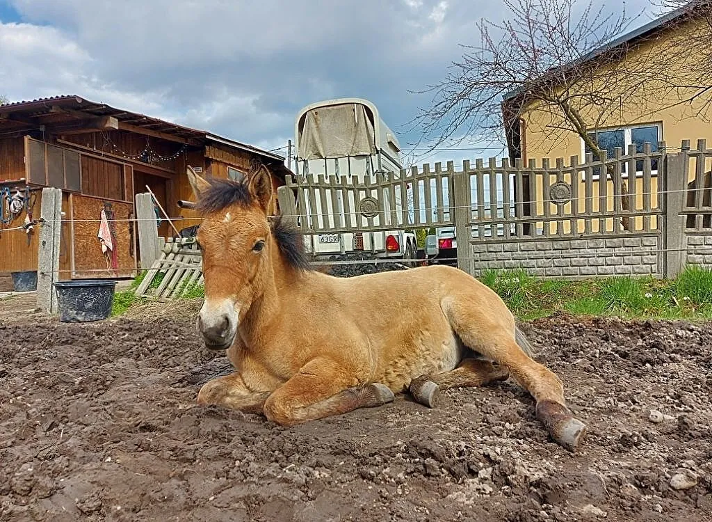 Koń do współdzierżawy, Łódzkie, Radomsko