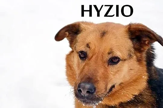 HYZIO czeka na domek