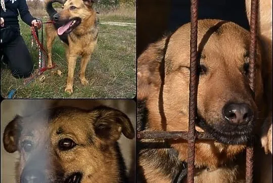 HYZIO czeka na domek