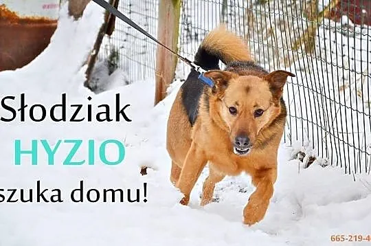 HYZIO czeka na domek