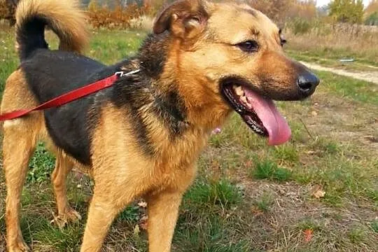 HYZIO czeka na domek