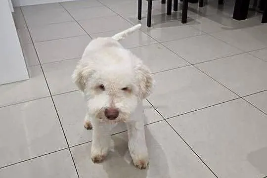 Lagotto Romagnolo ZKwP/FCI