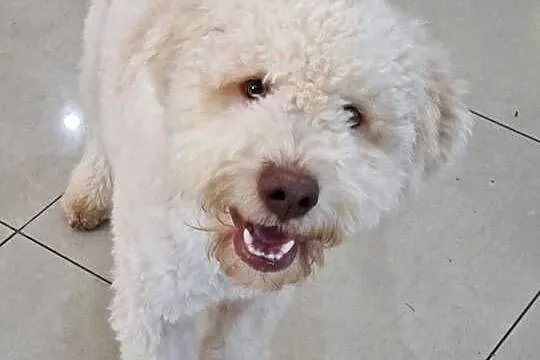 Lagotto Romagnolo ZKwP/FCI, Lubelskie, Jakubowice Konińskie