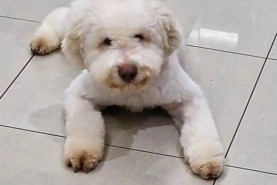 Lagotto Romagnolo ZKwP/FCI, Lubelskie, Jakubowice Konińskie