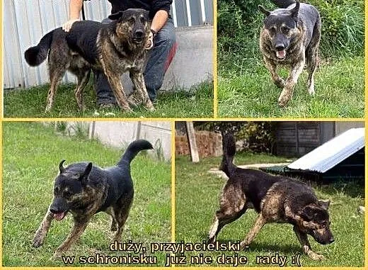 Jacus - super psiak szuka domu., Kundelki cała Po