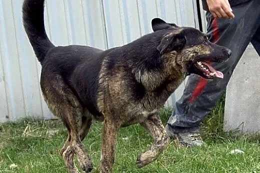 Jacus - super psiak szuka domu.,  Kundelki cała Po