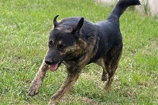 Jacus - super psiak szuka domu.,  Kundelki cała Po
