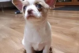 Chihuahua dziewczynka biało-liliowa
