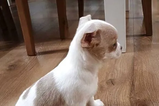 Chihuahua dziewczynka biało-liliowa, Łódzkie, Kleszczów