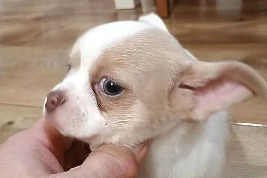 Chihuahua dziewczynka biało-liliowa, Łódzkie, Kleszczów