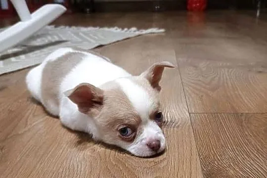 Chihuahua dziewczynka biało-liliowa, Łódzkie, Kleszczów