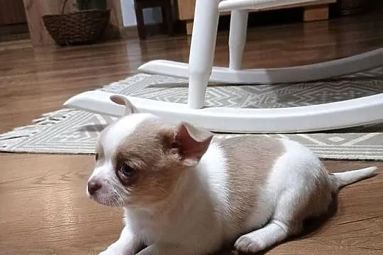 Chihuahua dziewczynka biało-liliowa, Łódzkie, Kleszczów