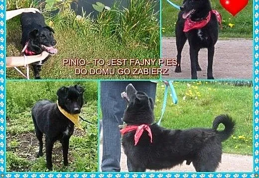 Pinio – to jest fajny pies, do domu go z