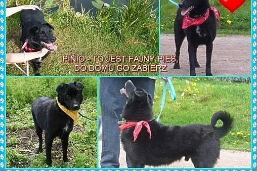 Pinio &#8211; to jest fajny pies, do domu go z