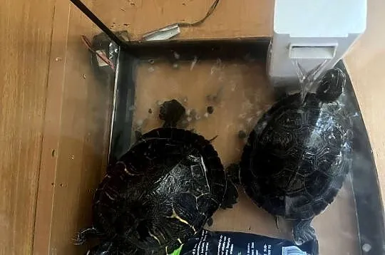 Żółwie wodno lądowe, Dolnośląskie, Dzierżoniów