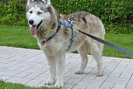 Lili - piękna, pozbawiona agresji i wychowana sucz