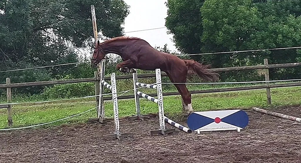 4 letni wałach po Messenger/Montender/Baloubet du Rouet /Cento, , Pasłęk