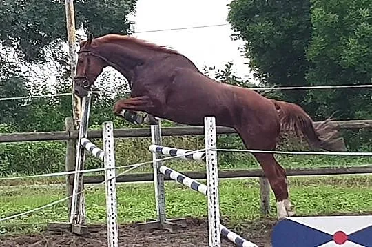 4 letni wałach po Messenger/Montender/Baloubet du Rouet /Cento, , Pasłęk