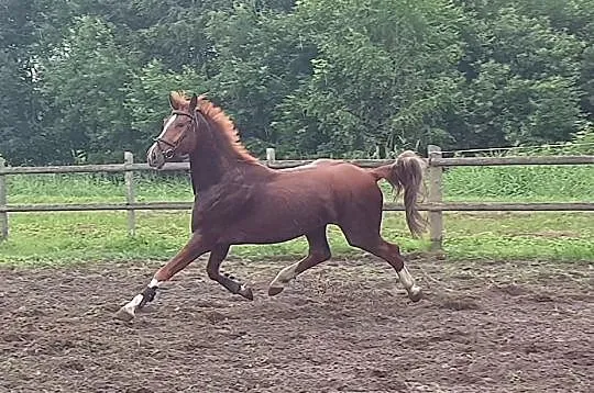 4 letni wałach po Messenger/Montender/Baloubet du Rouet /Cento, , Pasłęk