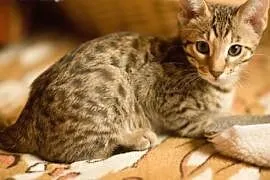 Amazing Savannah pure breed kittens for sale,  Poz, cała Polska