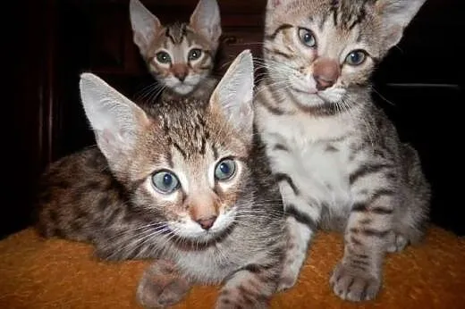 Amazing Savannah pure breed kittens for sale,  Poz