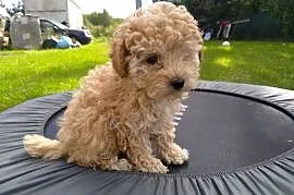 Piękny Piesek Pudel  Miniaturowy – wyjątkowy mały królewicz dla nowego koch