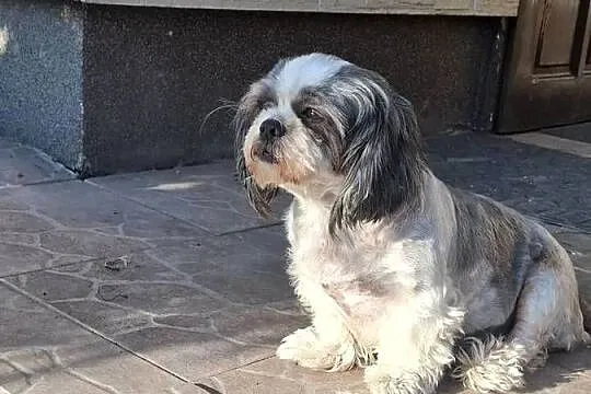 Shih tzu suczka 4 letnia oddam za darmo