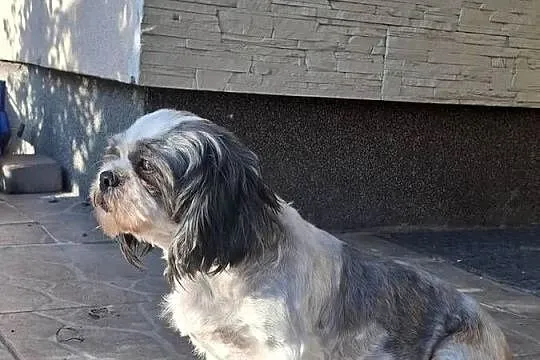 Shih tzu suczka 4 letnia oddam za darmo, Podkarpackie, Rzeszów