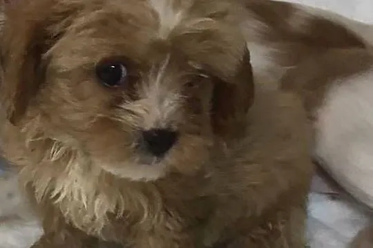 Cavapoo cavoodle szczeniaki malutkie cavalier/pudel toy