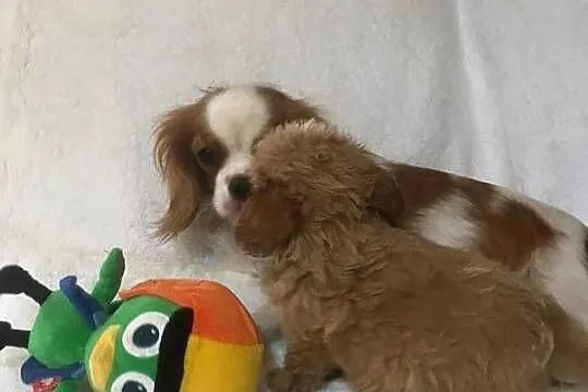 Cavapoo cavoodle szczeniaki malutkie cavalier/pudel toy, Dolnośląskie, Wrocław