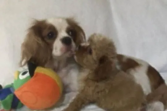 Cavapoo cavoodle szczeniaki malutkie cavalier/pudel toy, Dolnośląskie, Wrocław