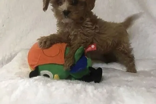 Cavapoo cavoodle szczeniaki malutkie cavalier/pudel toy, Dolnośląskie, Wrocław