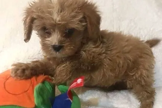 Cavapoo cavoodle szczeniaki malutkie cavalier/pudel toy, Dolnośląskie, Wrocław