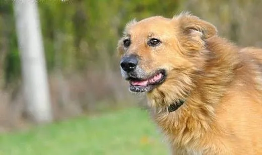 Nie ma nic milszego od zabaw z Teddym, świętokrzy