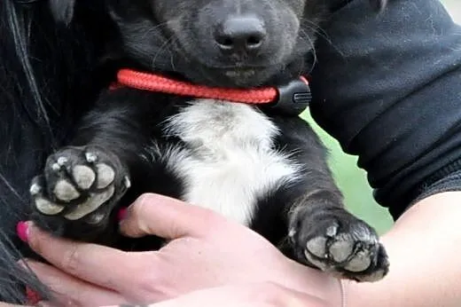 Igusia malutka (6kg) suczka szczeniak 8 mcy ADOPCJA,  małopolskie Kraków