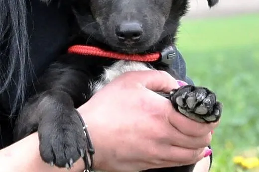 Igusia malutka (6kg) suczka szczeniak 8 mcy ADOPCJ
