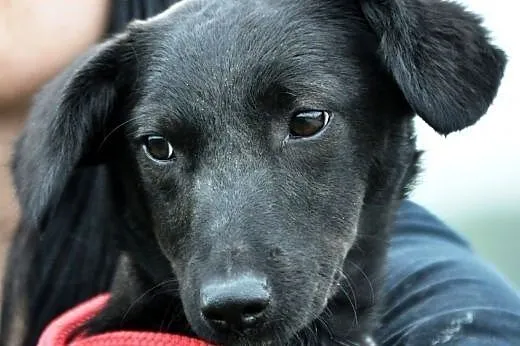 Igusia malutka (6kg) suczka szczeniak 8 mcy ADOPCJ