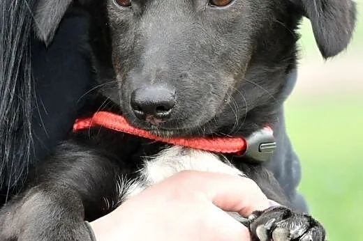Igusia malutka (6kg) suczka szczeniak 8 mcy ADOPCJ