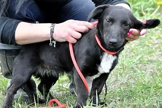 Igusia malutka (6kg) suczka szczeniak 8 mcy ADOPCJ