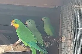 Barabanda