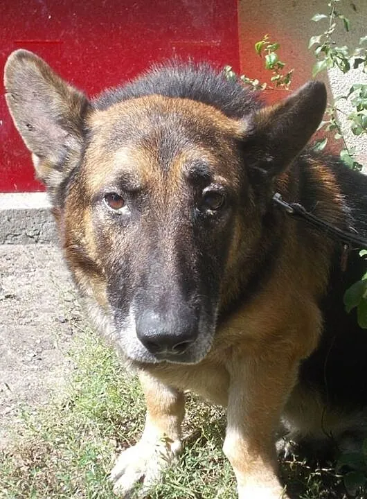 {Do adopcji}: WŁADZIU - Piesek jest głuchy, ma około 12 lat, nie ma już prawie zębów!, Łódzkie, Łódź