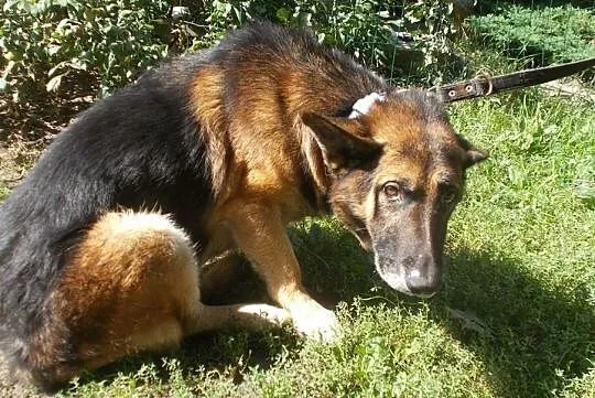 {Do adopcji}: WŁADZIU - Piesek jest głuchy, ma około 12 lat, nie ma już prawie zębów!, Łódzkie, Łódź
