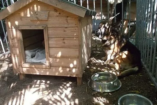 {Do adopcji}: WŁADZIU - Piesek jest głuchy, ma około 12 lat, nie ma już prawie zębów!, Łódzkie, Łódź