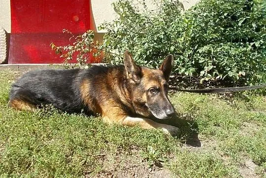 {Do adopcji}: WŁADZIU - Piesek jest głuchy, ma około 12 lat, nie ma już prawie zębów!, Łódzkie, Łódź