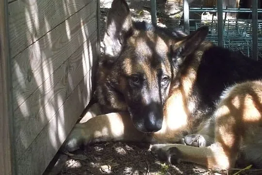 {Do adopcji}: WŁADZIU - Piesek jest głuchy, ma około 12 lat, nie ma już prawie zębów!, Łódzkie, Łódź